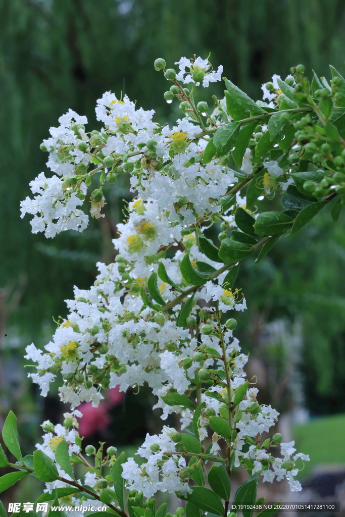 紫薇花 