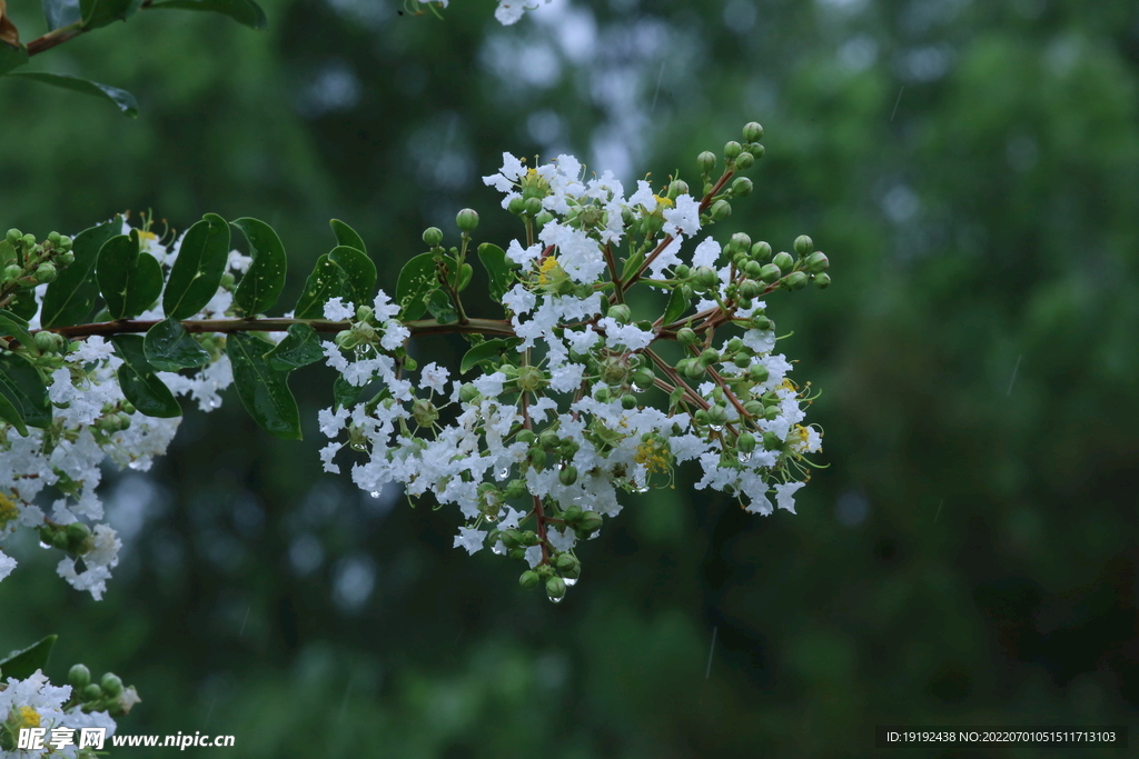 紫薇花