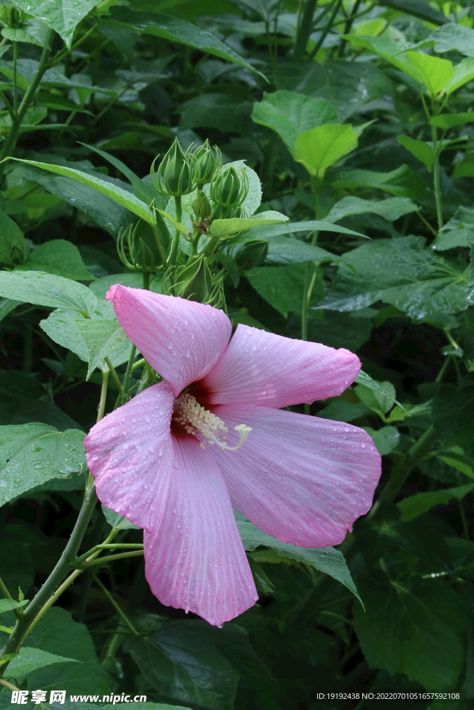芙蓉葵
