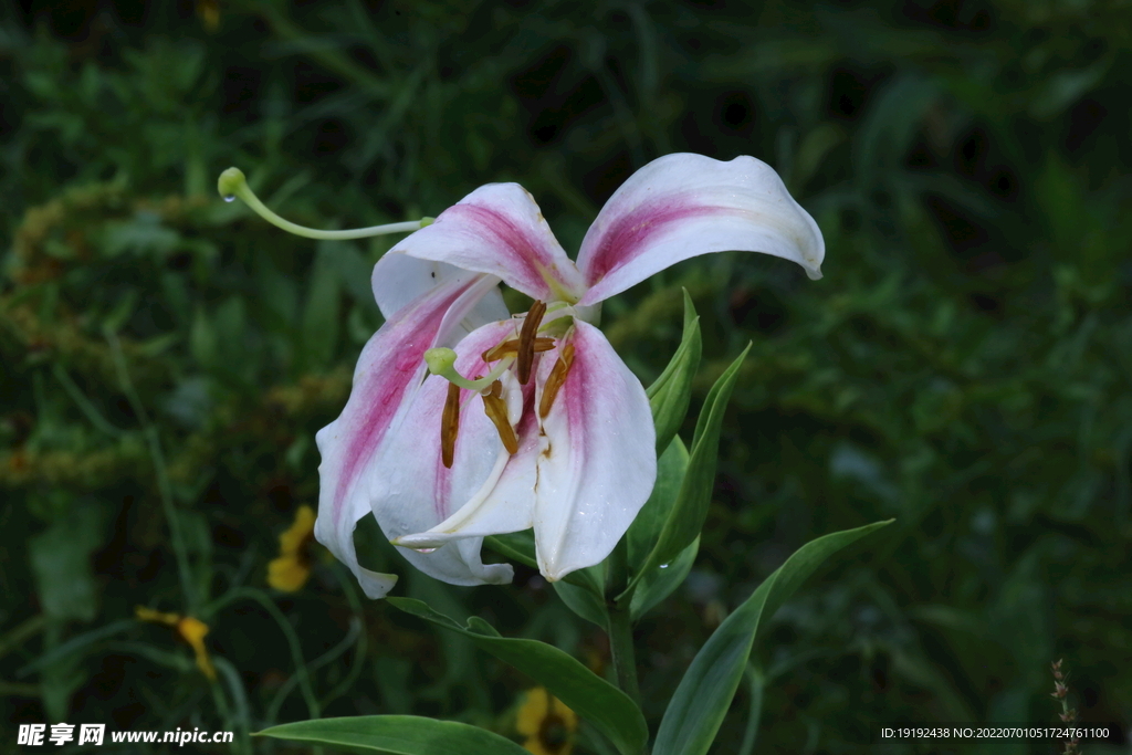 百合花