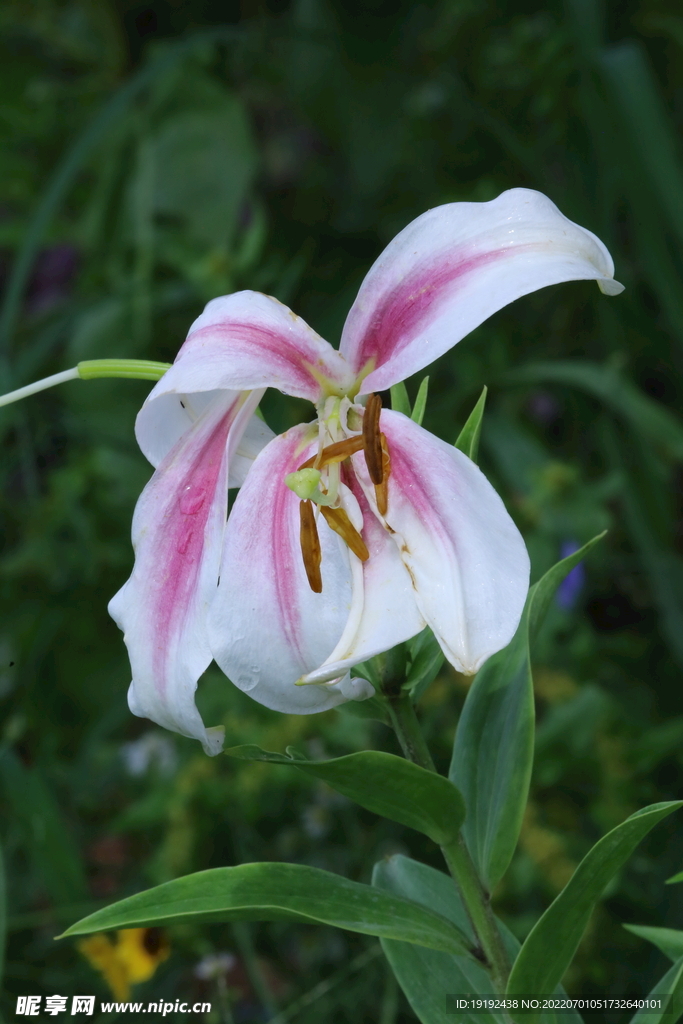 百合花