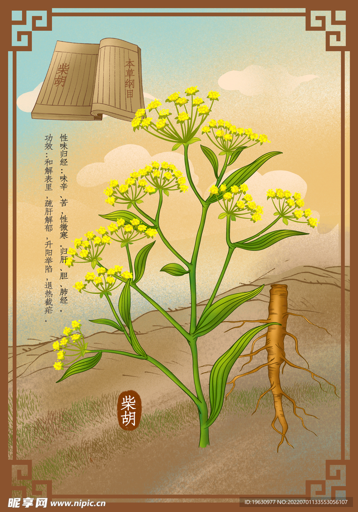 草药柴胡
