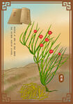 麻黄