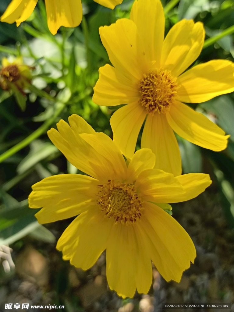 绽放的花朵