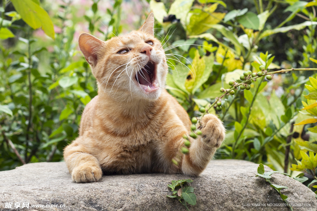 户外动物小猫