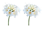 百合花枝