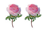 红色花枝
