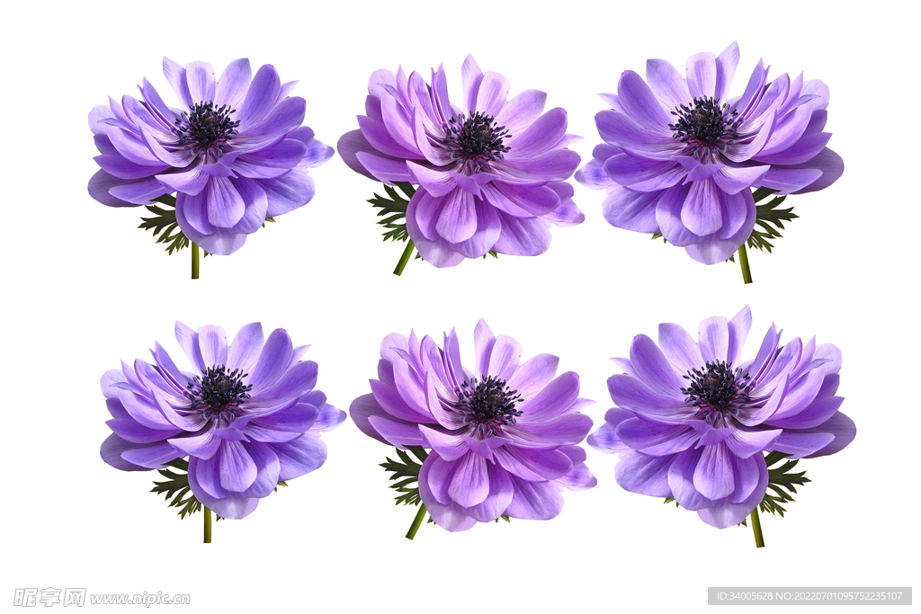 紫黑色花