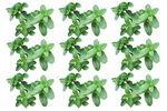薄荷