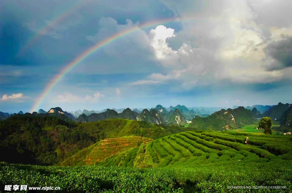 高山茶园