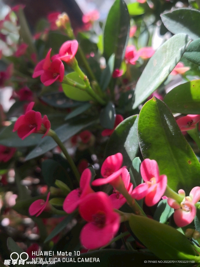 花 植物 红色 绿植