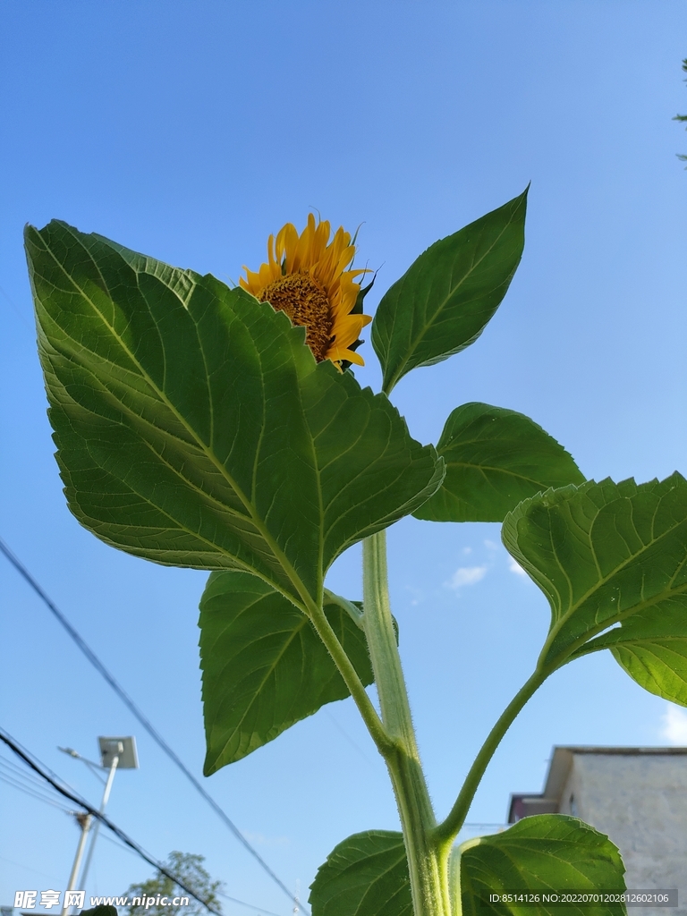 一棵向日葵