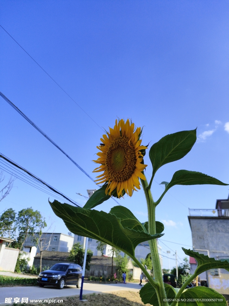 向日葵蓝天