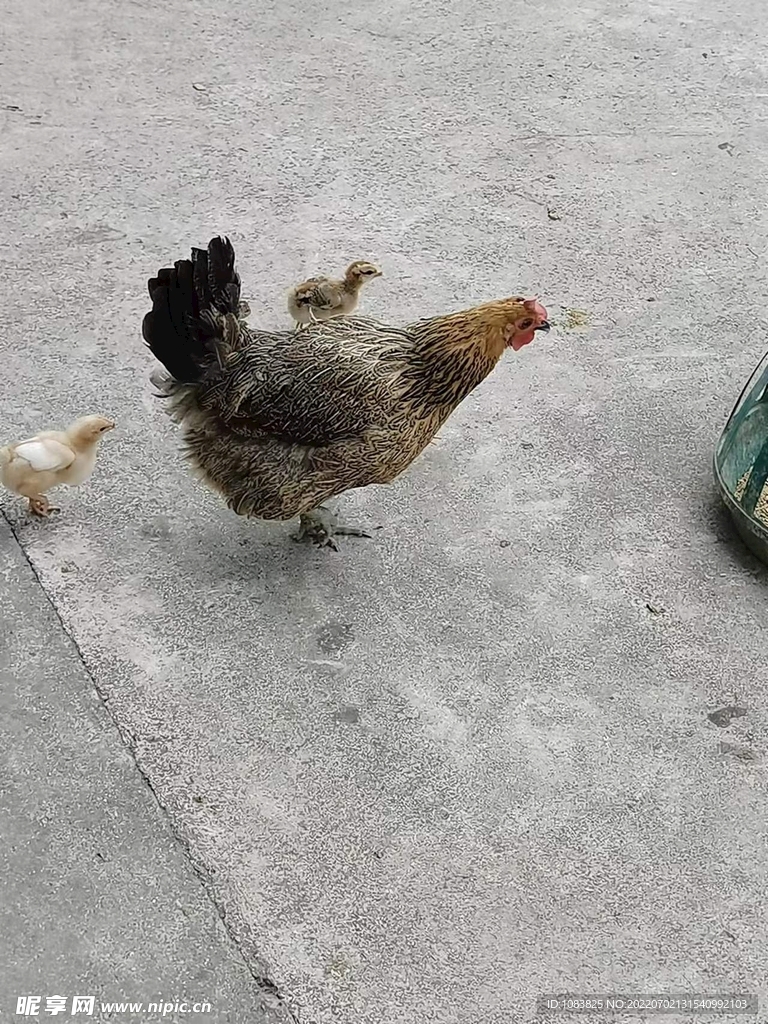 母鸡带小鸡图片