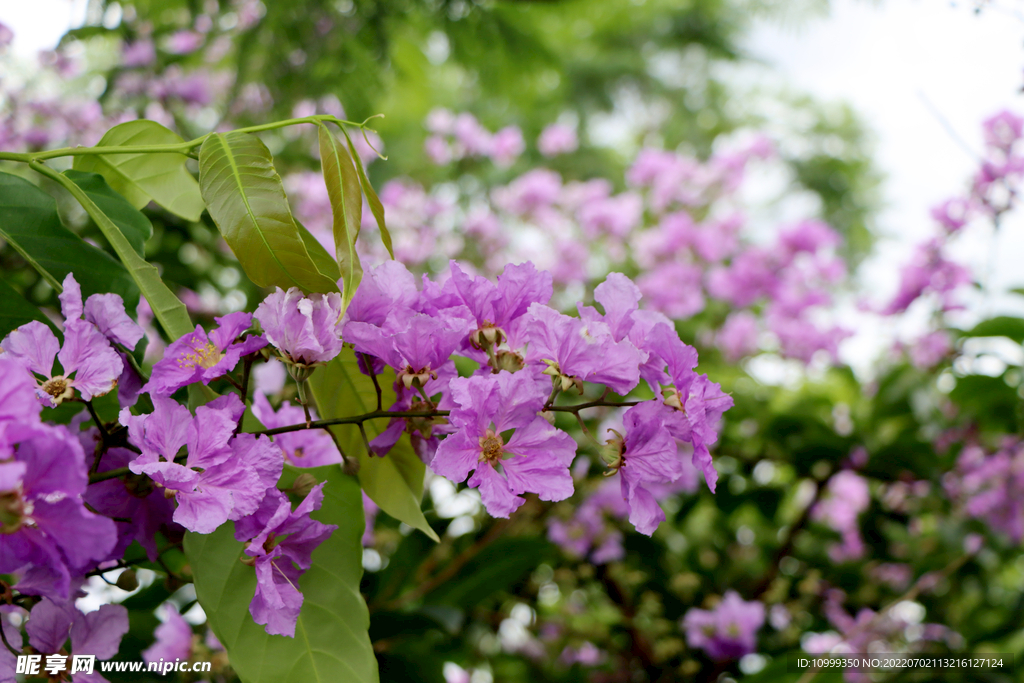 紫薇花