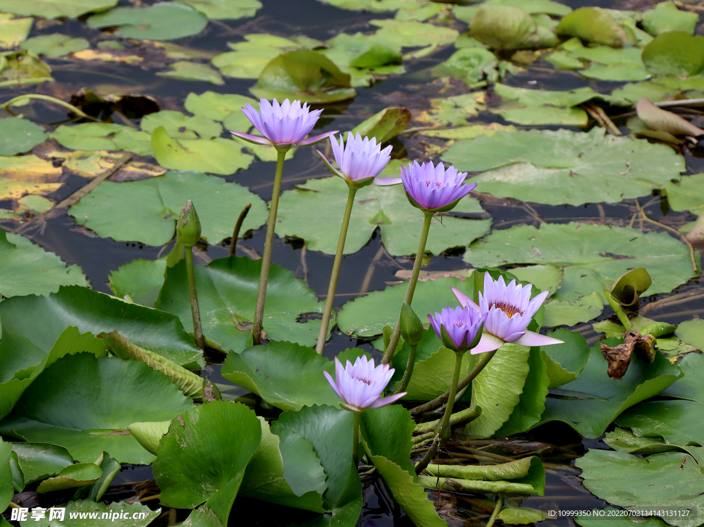 水莲花