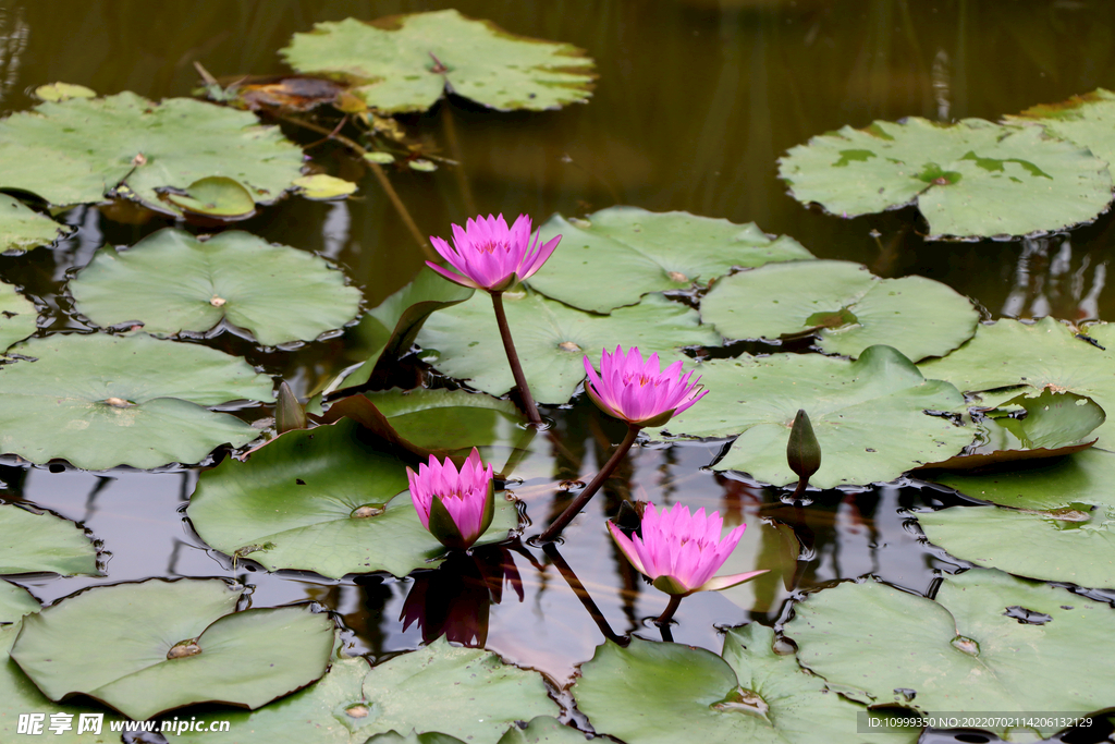 睡莲花