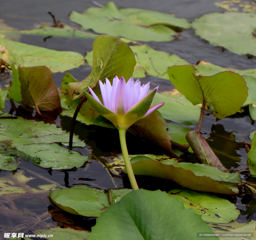 睡莲花