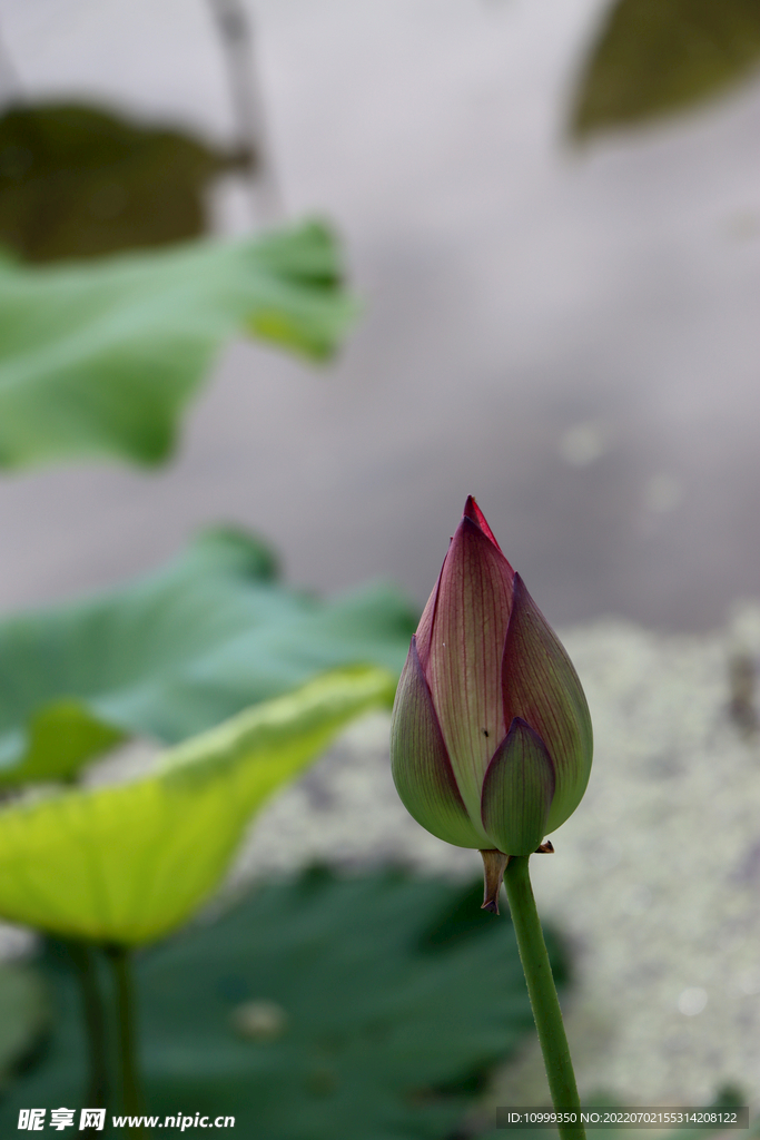 荷花花苞