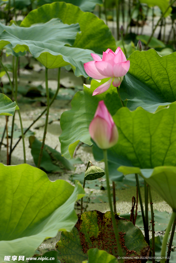 荷花