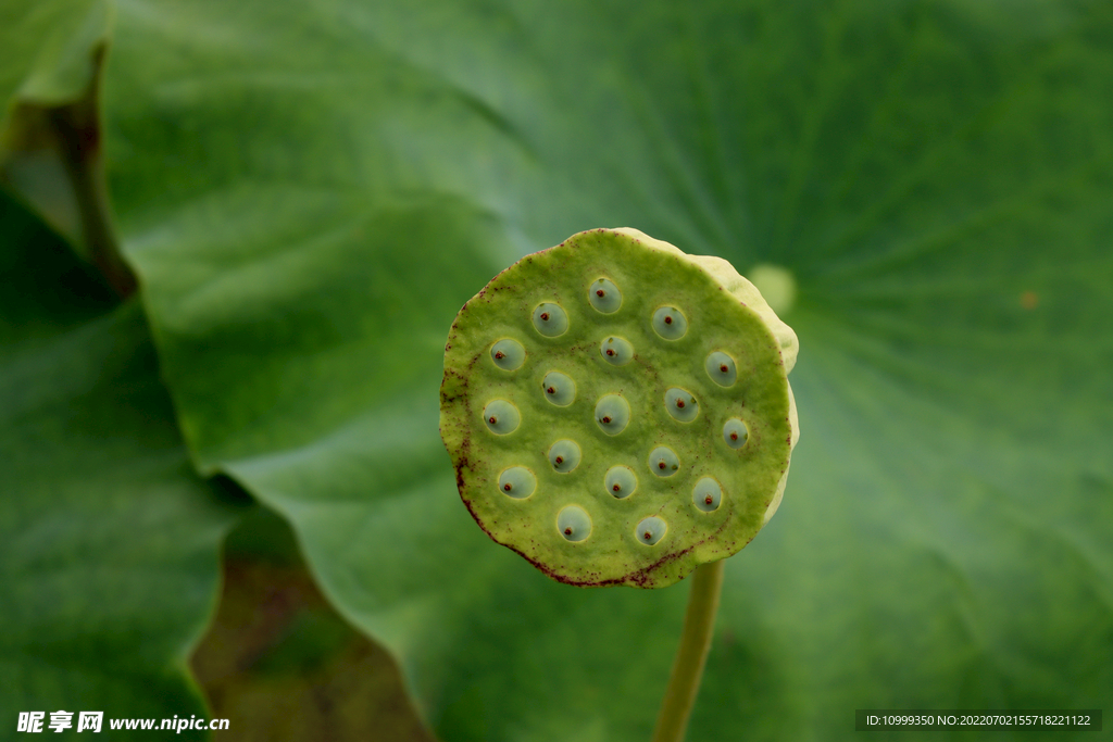 莲蓬莲子