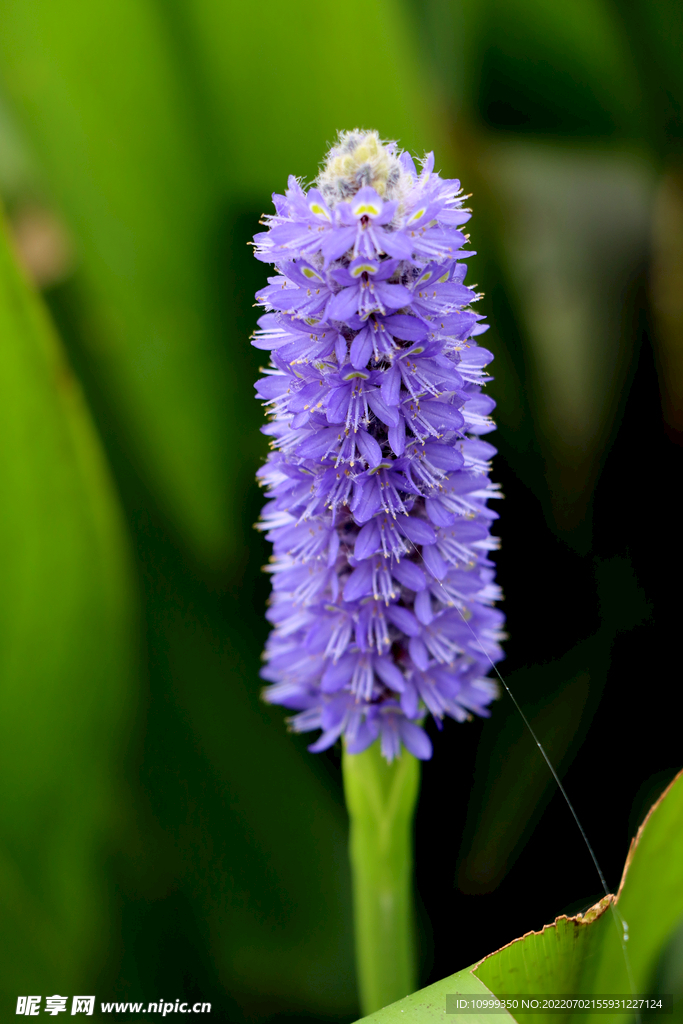 梭鱼草花