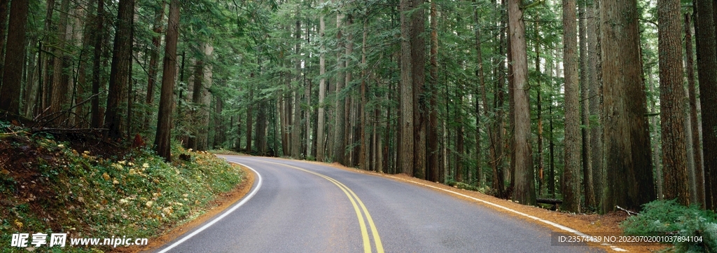 林间道路