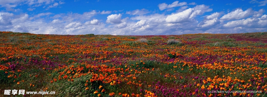 繁花遍地