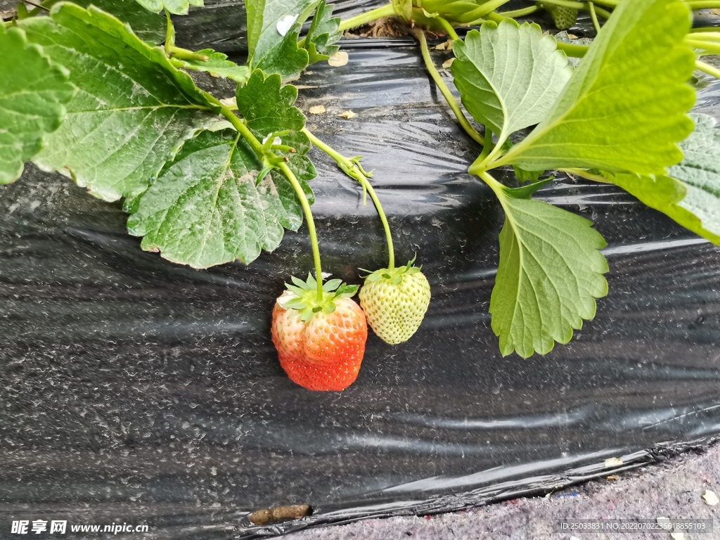 采摘草莓  