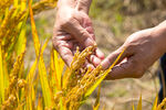 农业科技丰收水稻