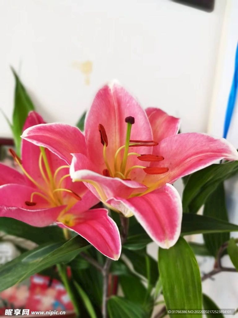 百合花