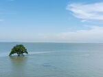 鄱阳湖的水中树