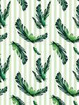 热带植物 叶子