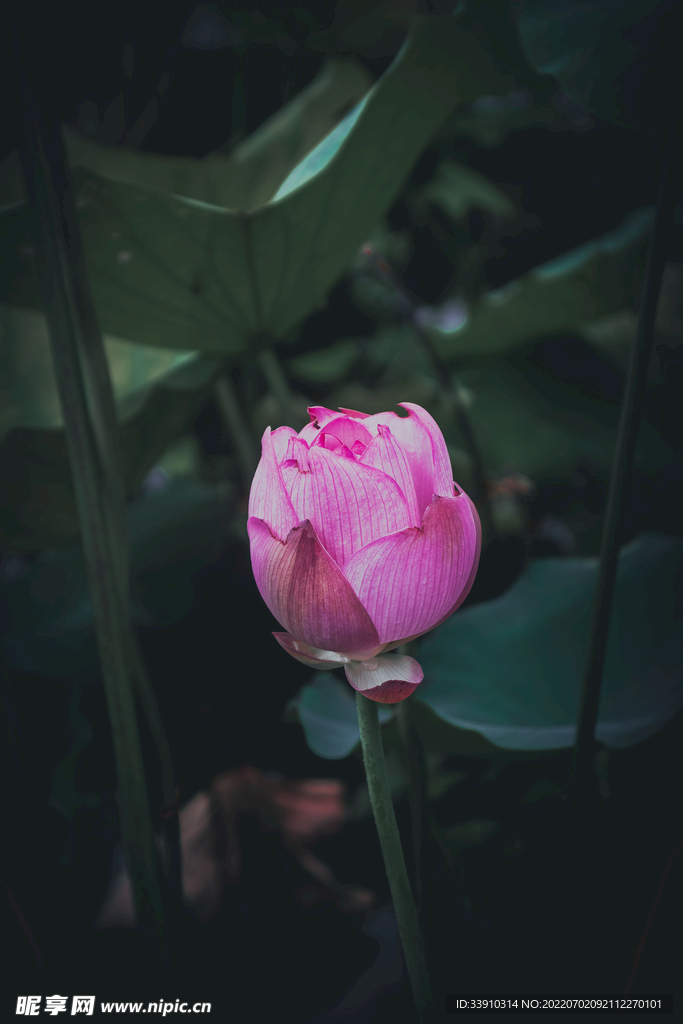 荷花