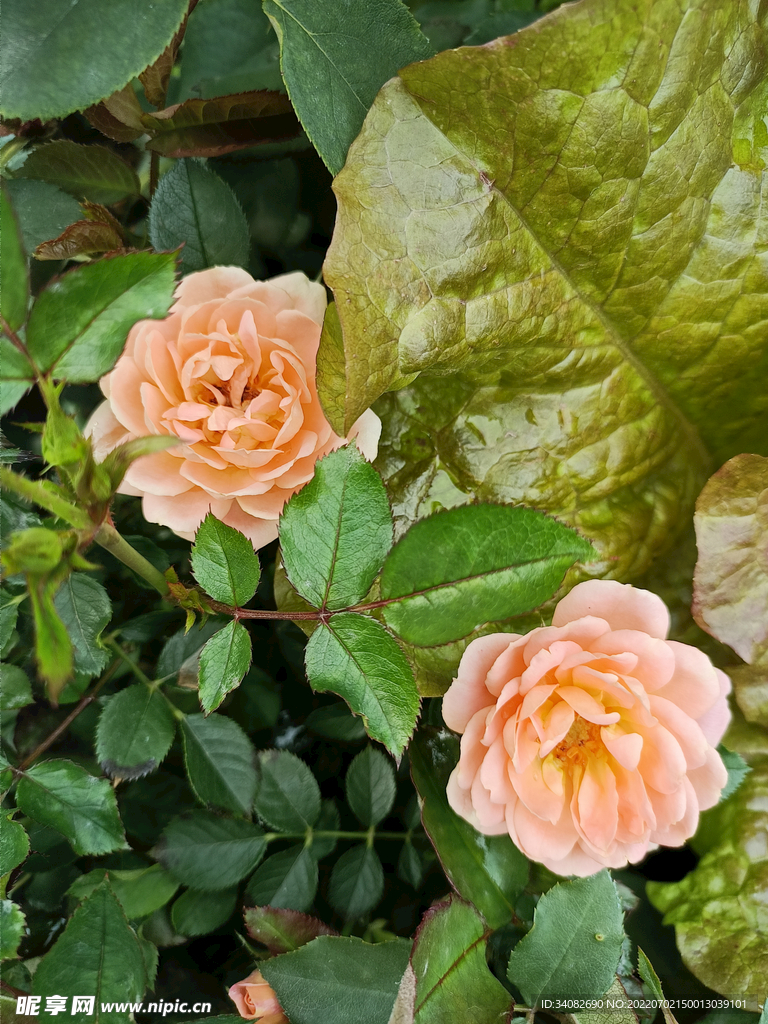 生菜地里生长的两朵肉粉色月季花