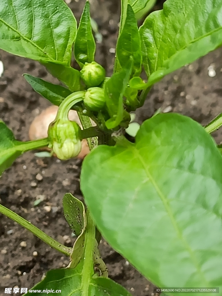 雨后的辣椒青椒甜椒小果实未成熟