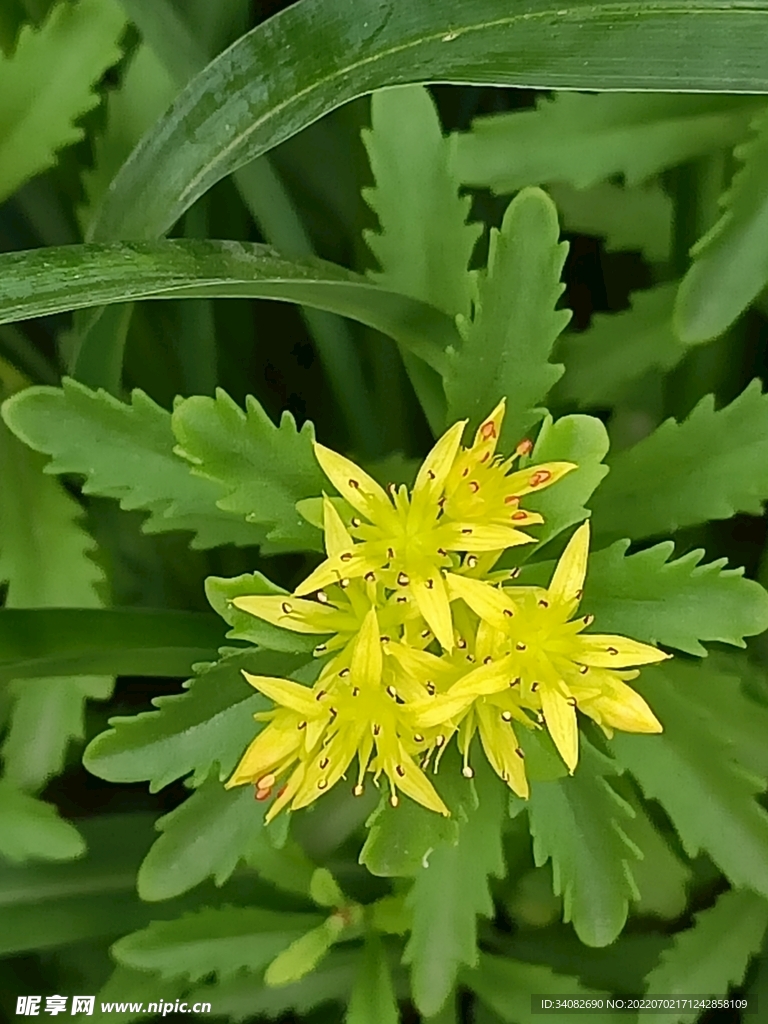 养心菜黄色小花朵野花野菜景天科