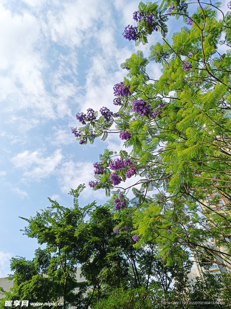 蓝花楹开花背景素材