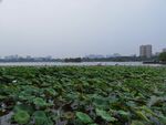 大明湖