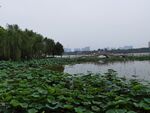 大明湖