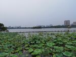 大明湖