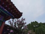 大明湖