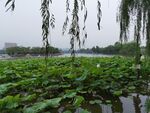大明湖