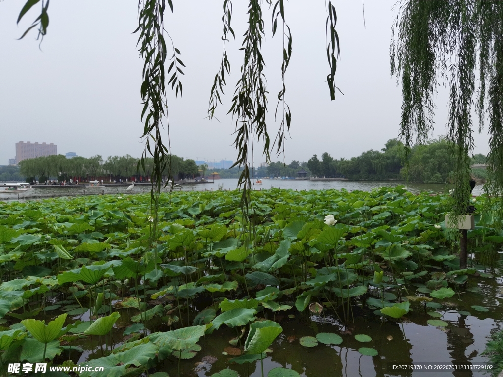 大明湖