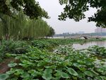 大明湖