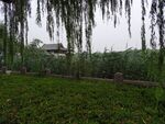 大明湖