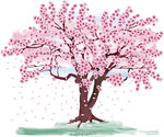 樱花