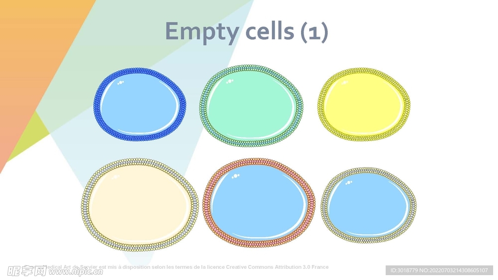 细胞生物学和组织学