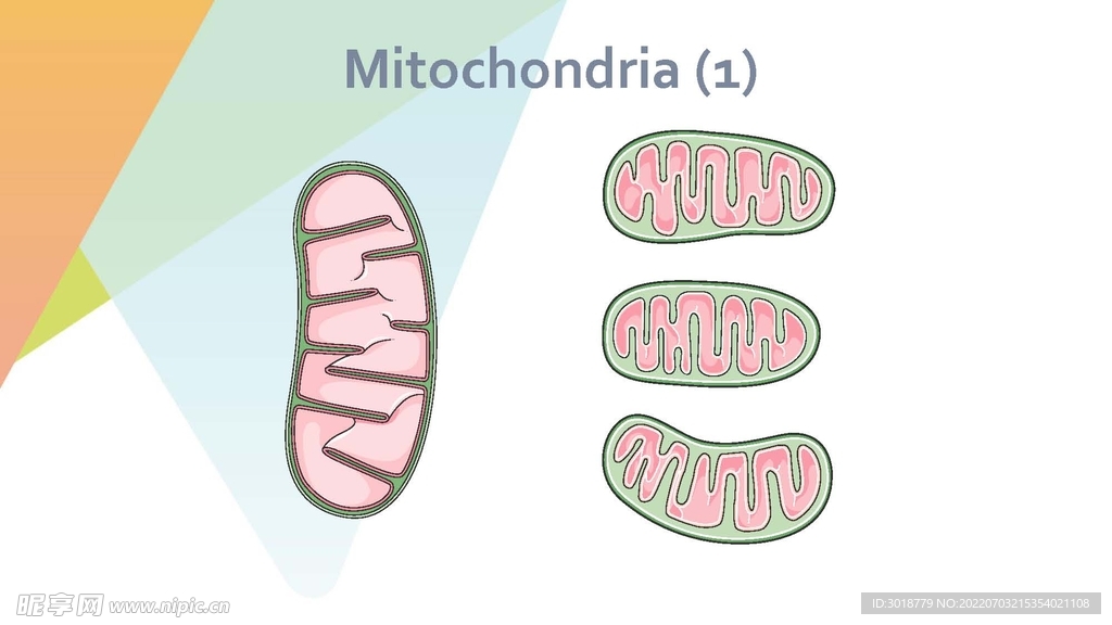 细胞生物学和组织学