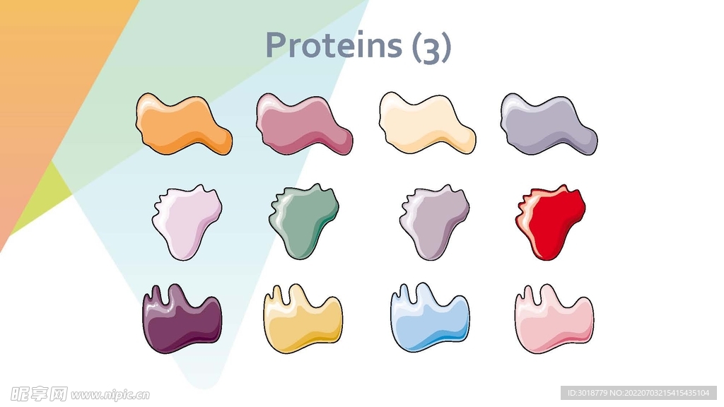 细胞生物学和组织学 